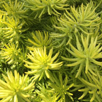 Load image into Gallery viewer, Sedum, Prima Angelina Qt