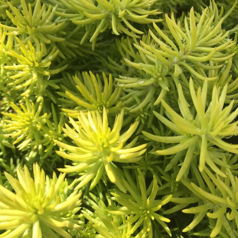 angelina stonecrop plant Sedum, Prima Angelina Qt – Greenwood Creek Nursery