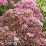 Load image into Gallery viewer, Sedum, Autumn Joy #1