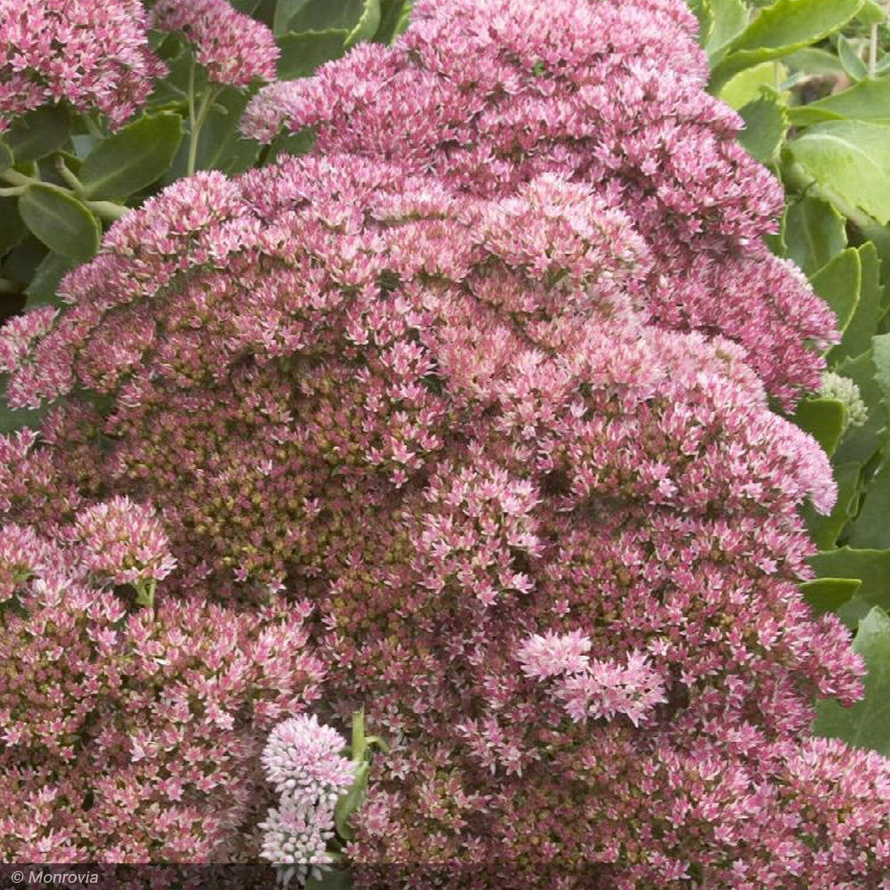 Sedum, Autumn Joy #1