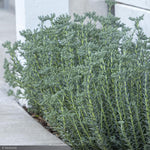 Load image into Gallery viewer, Sedum, Blue Spruce LittleOne