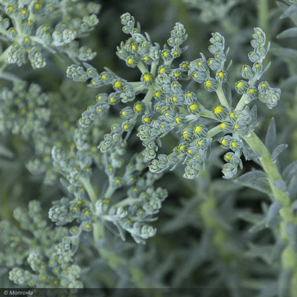 Sedum, Blue Spruce #1