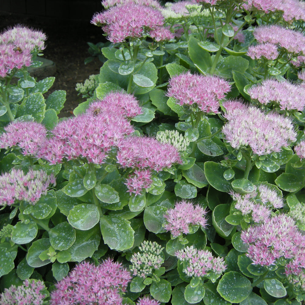 garden succulent sedum brilliant Sedum, Brilliant #1 – Greenwood Creek Nursery