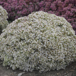 Load image into Gallery viewer, Sedum, Rock N Round Bundle of Joy #1