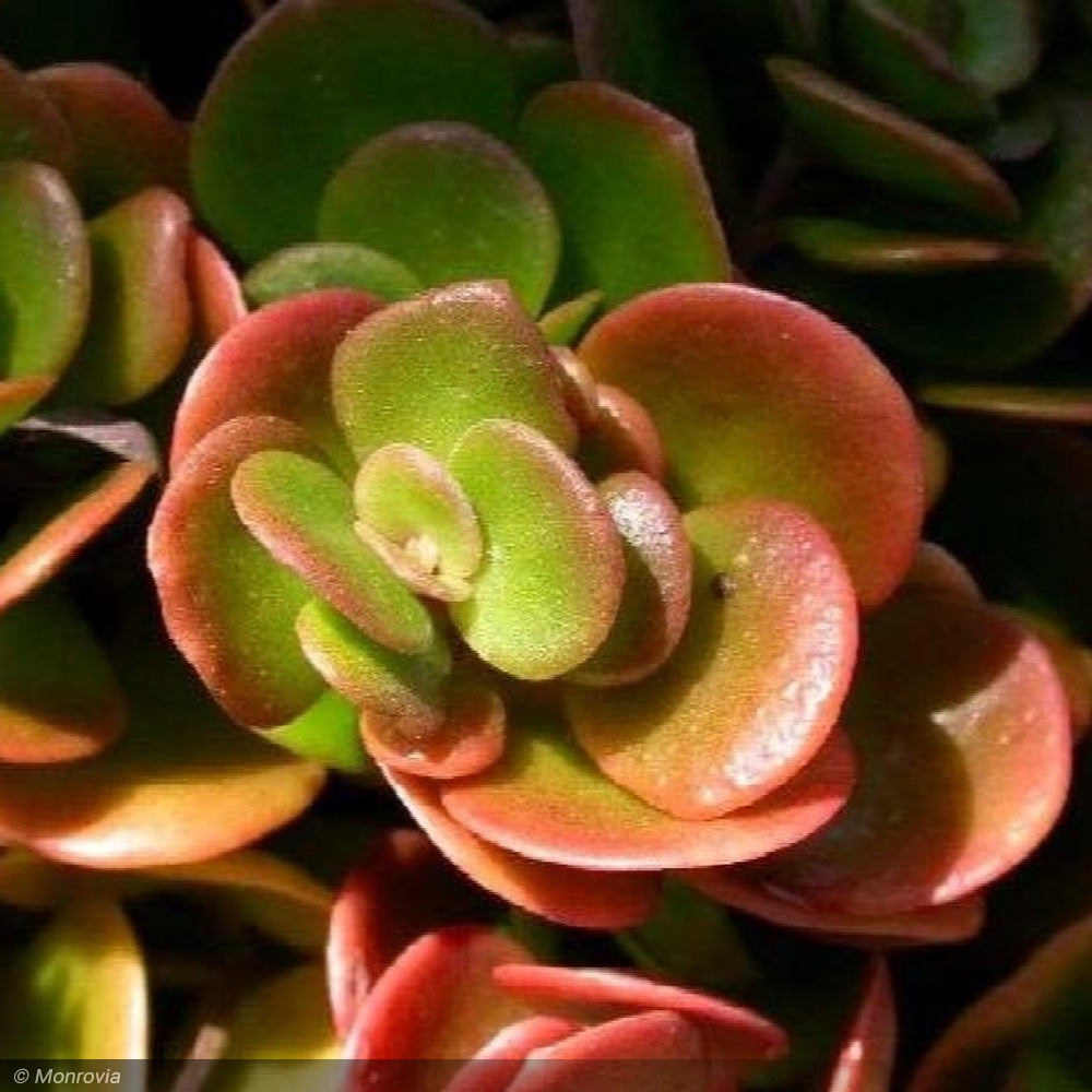 sedum coral reef succulent Sedum, Coral Reef Qt – Greenwood Creek Nursery