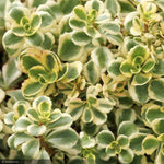 Load image into Gallery viewer, Sedum, Little Gecko #1