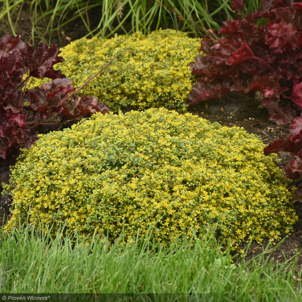 Sedum, Rock N Low Yellow Brick Rd #1 – Greenwood Creek Nursery