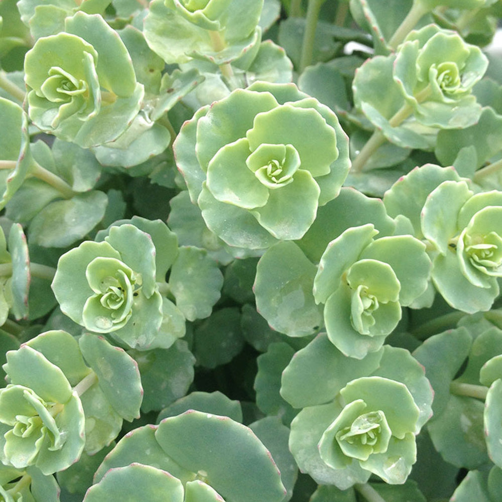 succulent plant sedum Sedum, Sieboldii #1 – Greenwood Creek Nursery