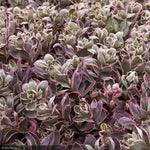 Load image into Gallery viewer, Sedum, SunSparkler Dream Dazzler Qt