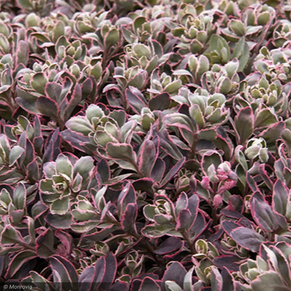 Sedum, SunSparkler Dream Dazzler Qt