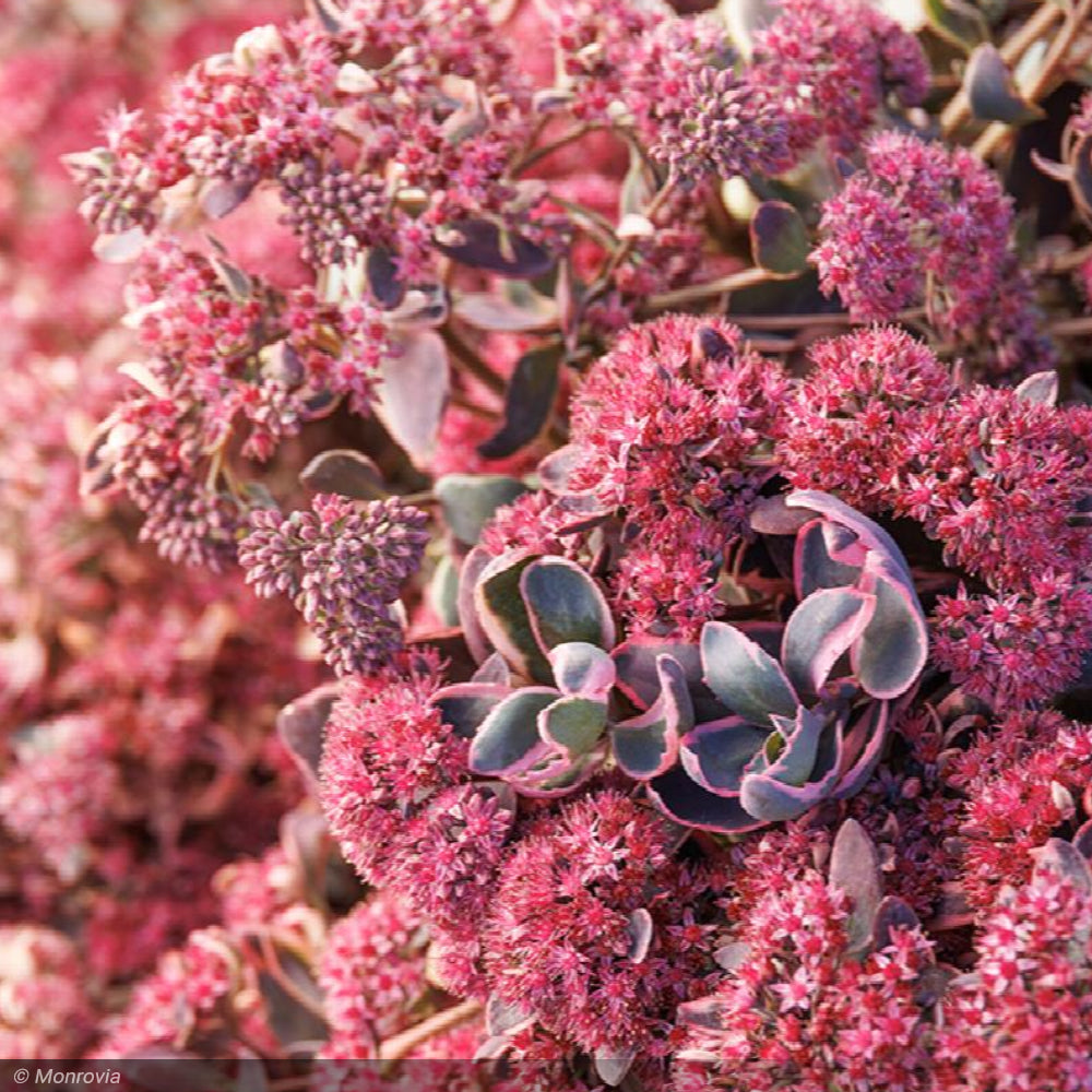 Sedum, SunSparkler Dream Dazzler Qt – Greenwood Creek Nursery