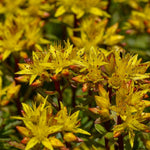 Load image into Gallery viewer, Sedum, Weihenstephaner Gold Qt