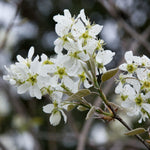 Load image into Gallery viewer, Serviceberry, Autumn Brilliance Clump #7