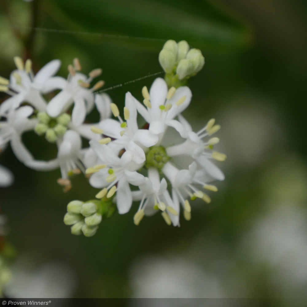 Seven-Sun-Flower, Temple of Bloom #7 – Greenwood Creek Nursery