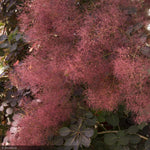 Load image into Gallery viewer, Smokebush, Royal Purple #2