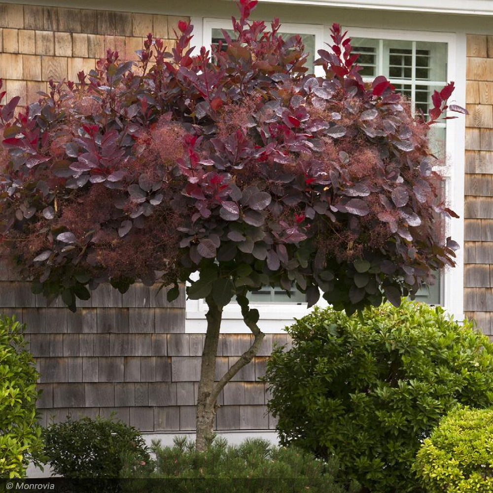 Smokebush, Royal Purple #2