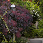 Load image into Gallery viewer, Smokebush, Royal Purple #2