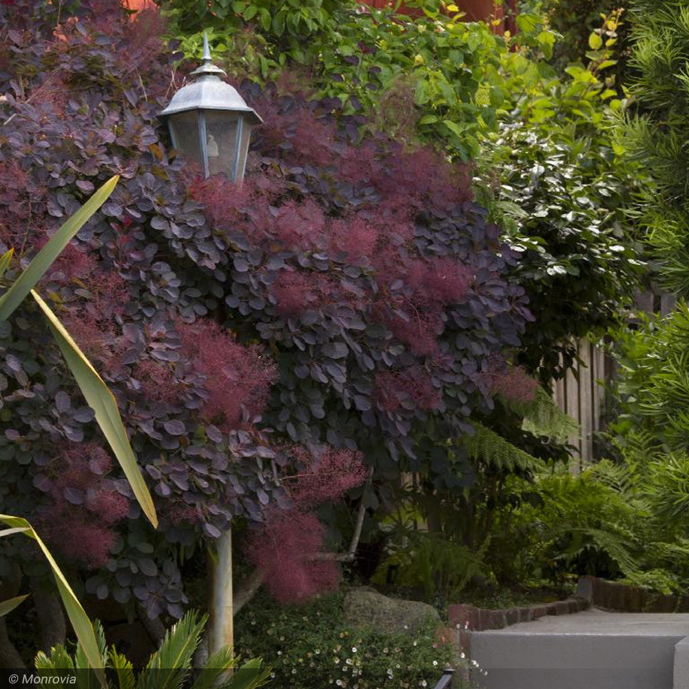 Smokebush, Royal Purple #2