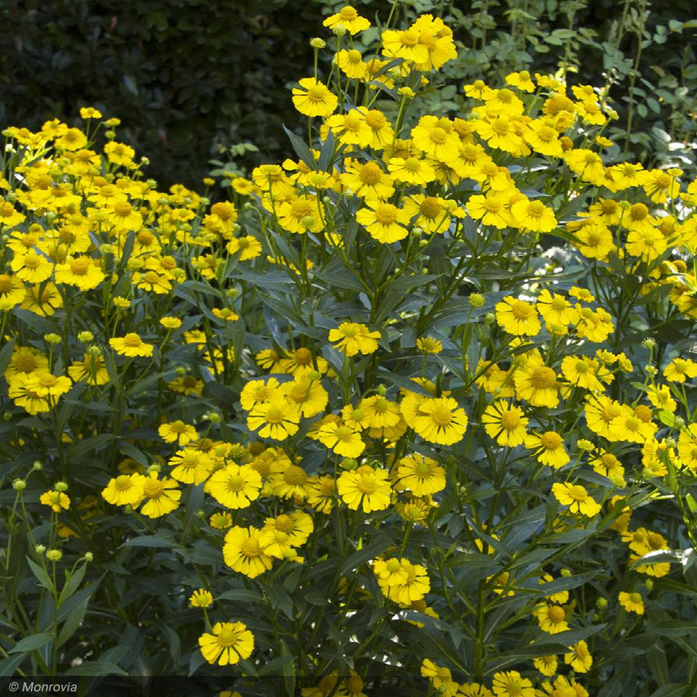 Sneezeweed, Mariachi Sombrero #1