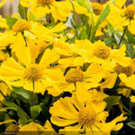 Load image into Gallery viewer, Sneezeweed, Hayday Yellow #1