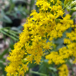 Load image into Gallery viewer, Goldenrod, Solar Cascade #1