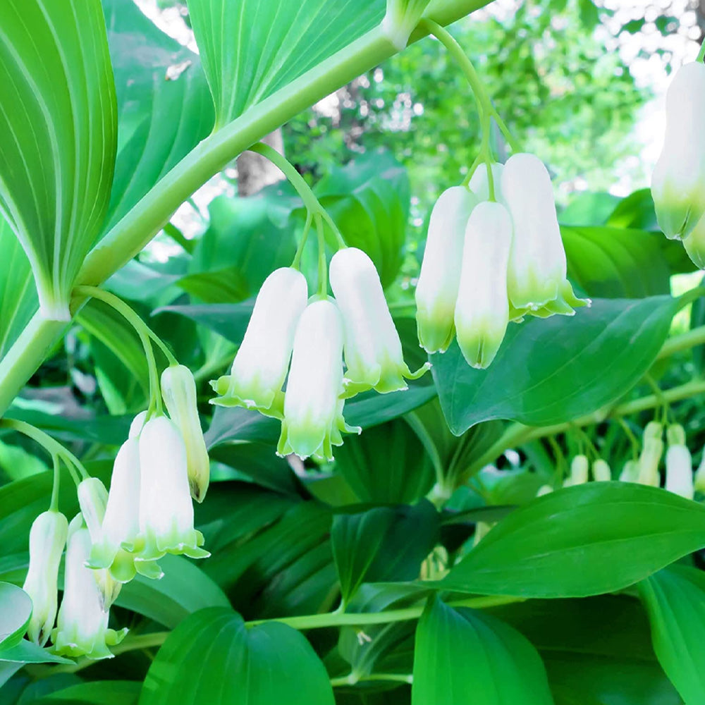 Solomon's Seal, Smooth #1 – Greenwood Creek Nursery