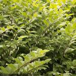 Load image into Gallery viewer, Solomon's Seal, Variegated #1