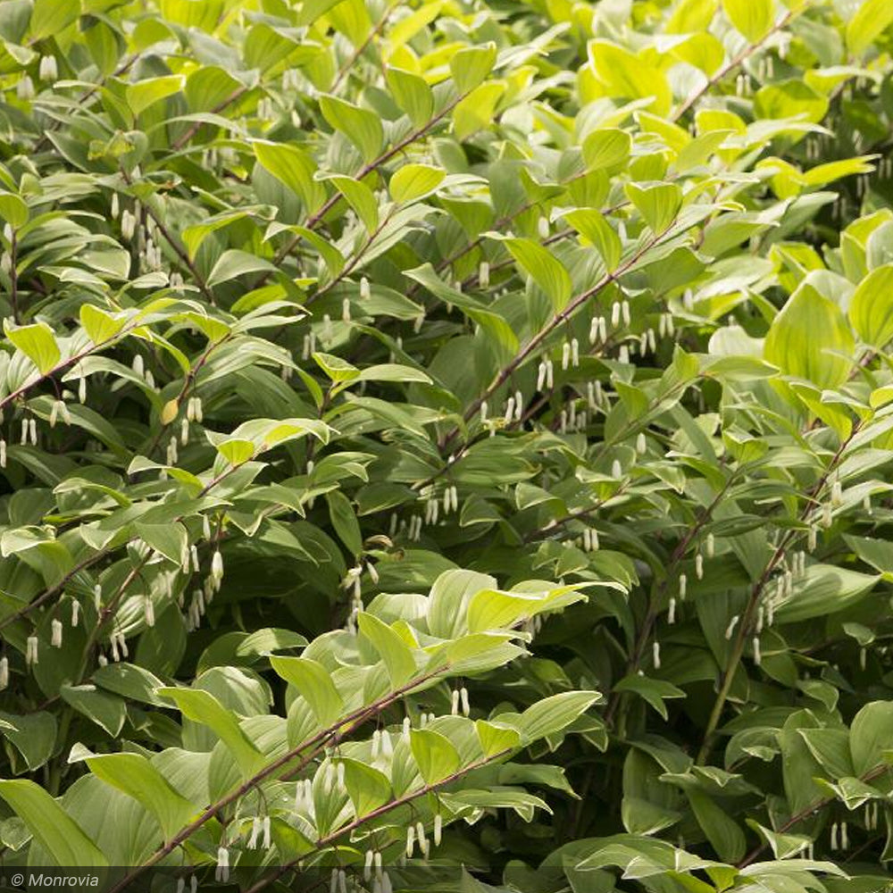 Solomon's Seal, Variegated #1