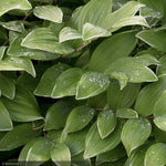 Load image into Gallery viewer, Solomon's Seal, Variegated #1