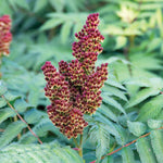 Load image into Gallery viewer, Sorbaria Cherry on Top #3