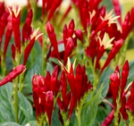 Load image into Gallery viewer, Spigelia, Apple Slices #1