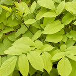 Load image into Gallery viewer, Japanese Spikenard, Gotemba Golden #2