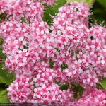 Load image into Gallery viewer, Spirea, Double Play Big Bang #3