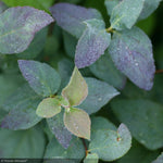 Load image into Gallery viewer, Spirea, Double Play Blue Kazoo #3