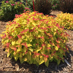 Load image into Gallery viewer, Spirea, Double Play Candy Corn #3