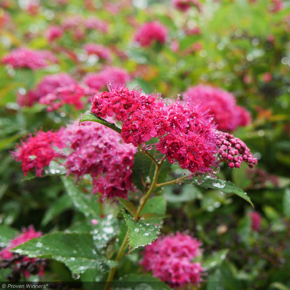 Spirea, Double Play Doozie #3