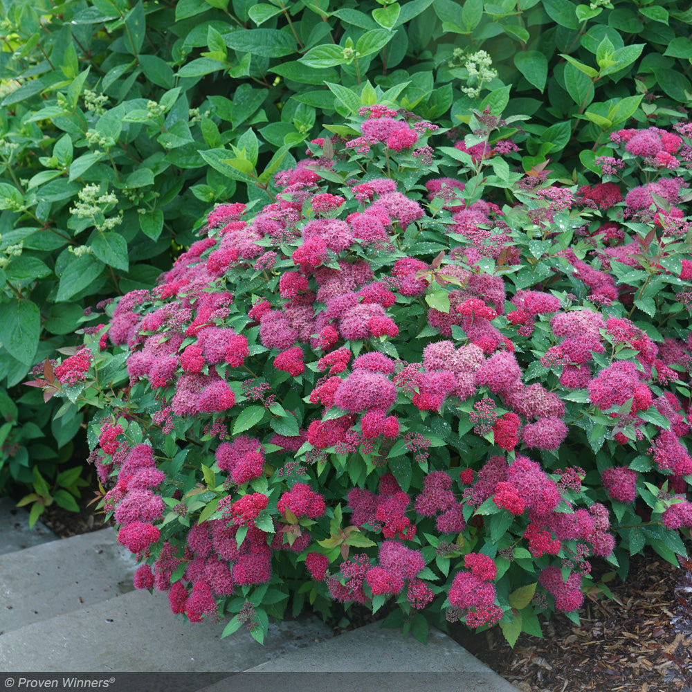 Spirea, Double Play Doozie #3