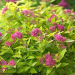Load image into Gallery viewer, Spirea, Double Play Gold #3