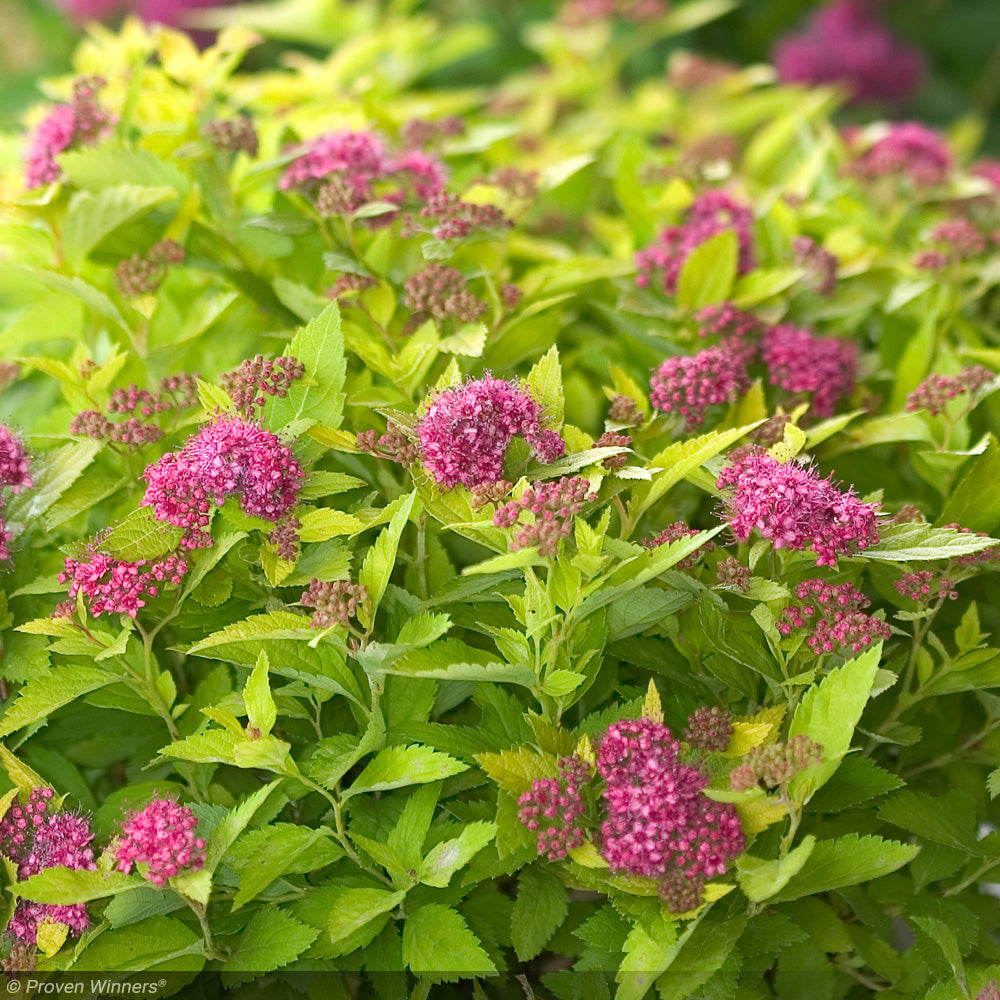 Spirea, Double Play Gold #3