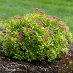 Load image into Gallery viewer, Spirea, Double Play Gold #3