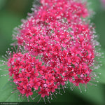 Load image into Gallery viewer, Spirea, Double Play Red #3