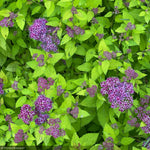 Load image into Gallery viewer, Spirea, Double Play Dolly #3