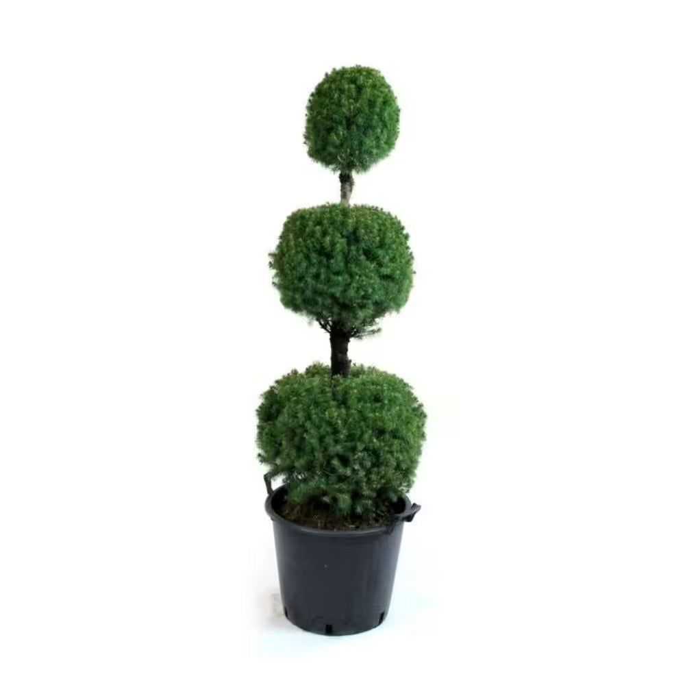 Spruce, Alberto 3 - Ball #10