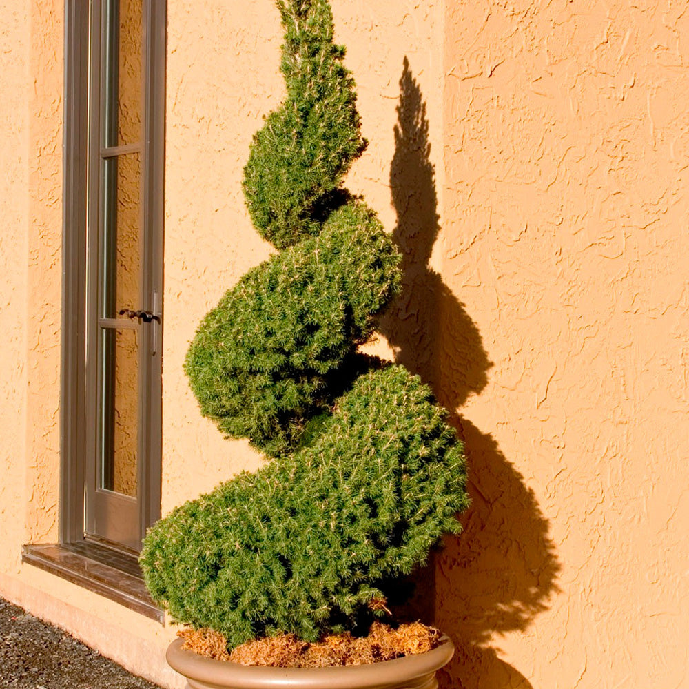 Spruce, Alberto Spiral #10 – Greenwood Creek Nursery