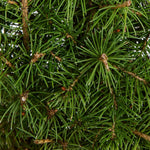 Load image into Gallery viewer, Spruce, Alberto #1