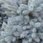 Load image into Gallery viewer, Spruce, Baby Blue Eyes 4'-5' B&B