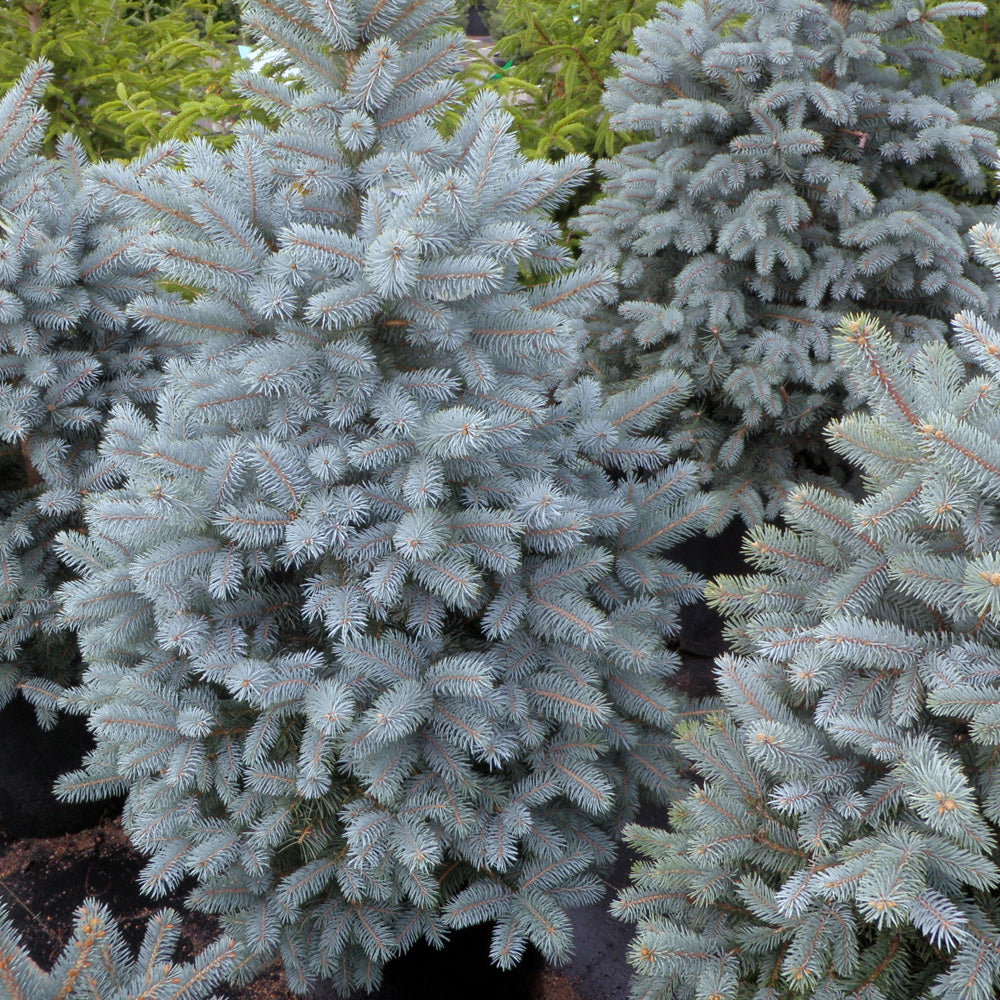 Spruce, Baby Blue Eyes 4'-5' B&B