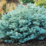Load image into Gallery viewer, Spruce, Blue Globe TF #10