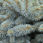 Load image into Gallery viewer, Spruce, Blue Globe TF #10