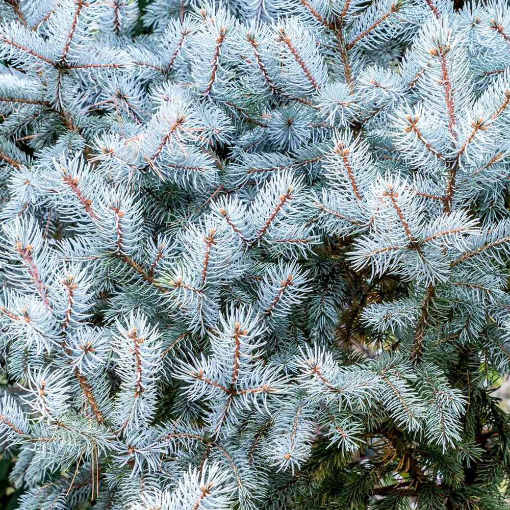 Spruce, Colorado Blue, Bakeri B&B/CT 4'-5'